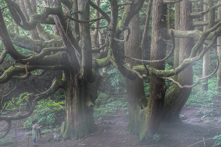 佳作　　SATOSHI70さんの作品　「不思議な２本杉の大木」